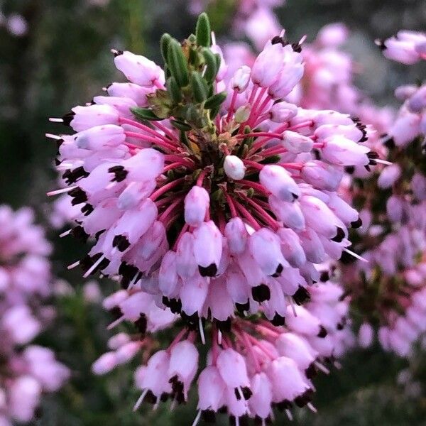 Erica vagans Flor