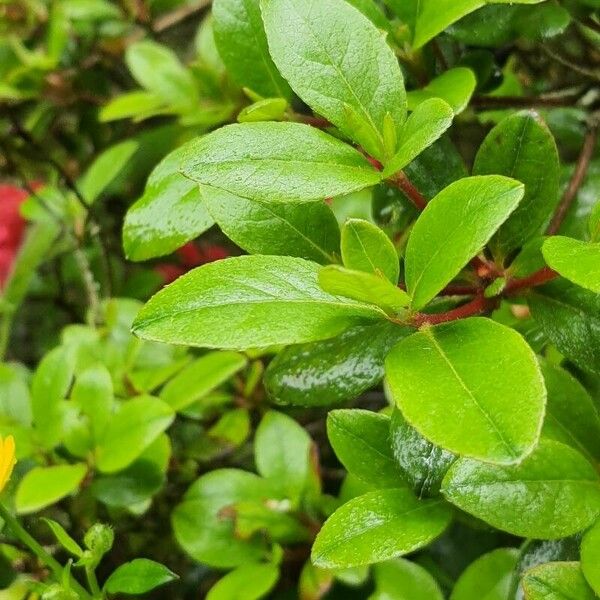 Rhododendron indicum 葉