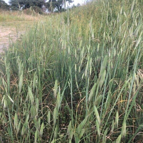 Avena fatua Flower