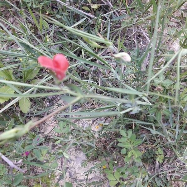 Lathyrus setifolius Flower