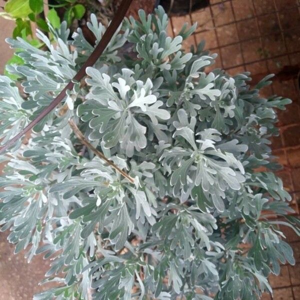 Artemisia stelleriana 葉