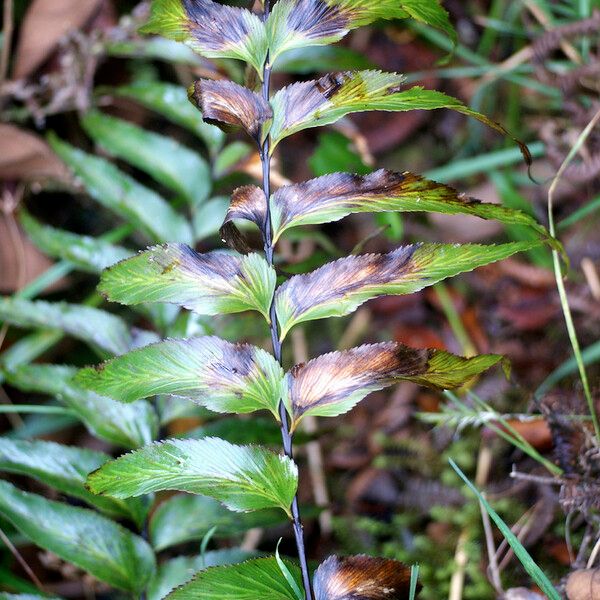 Asplenium nitens অন্যান্য