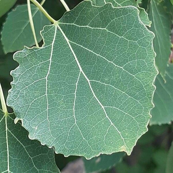 Populus tremula Fuelha