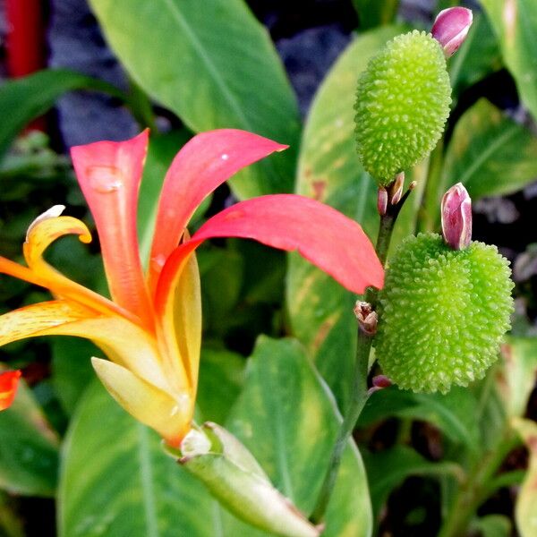 Canna indica Flower