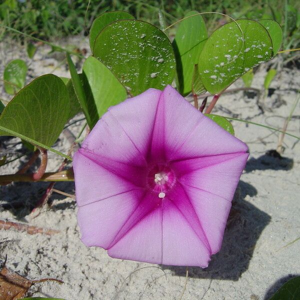 Ipomoea pes-caprae Flor