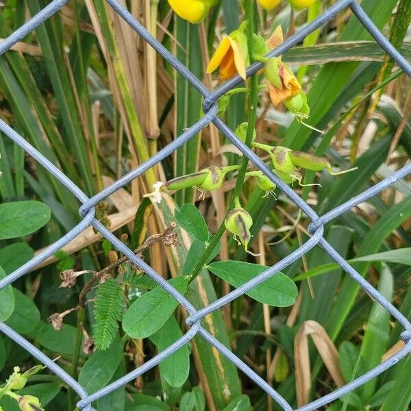 Crotalaria retusa പുഷ്പം