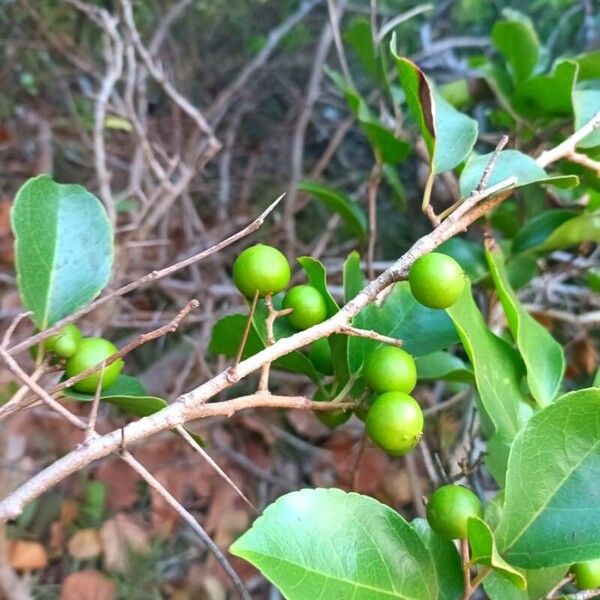 Flacourtia indica Frugt