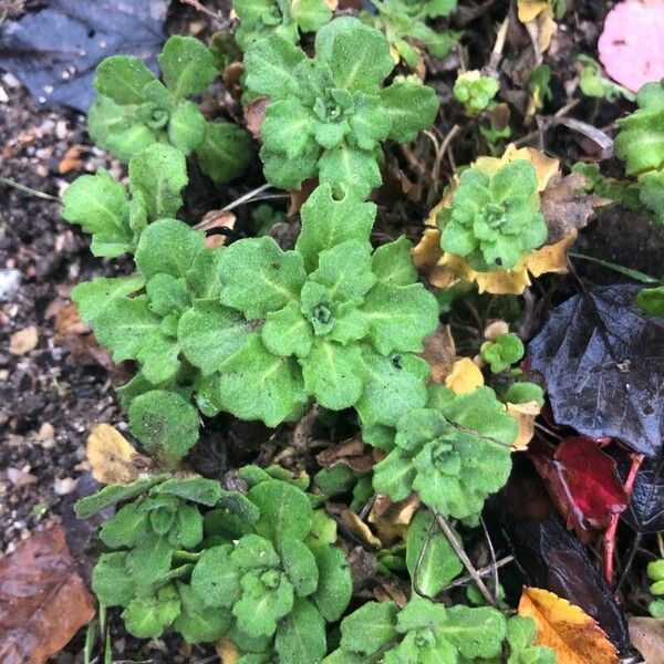 Arabis caucasica Leaf