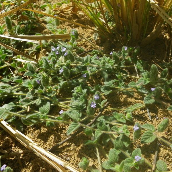 Nelsonia canescens Vekstform