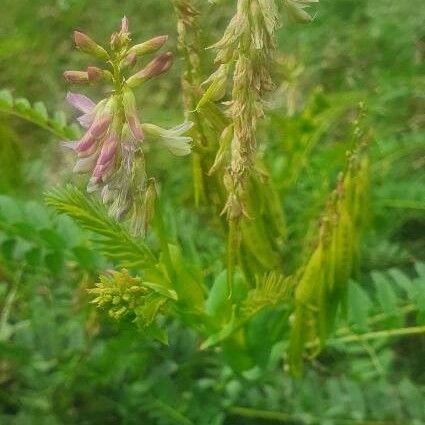 Astragalus atropilosulus Virág