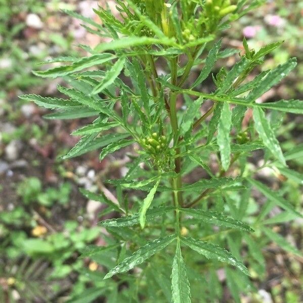 Tagetes minuta 葉