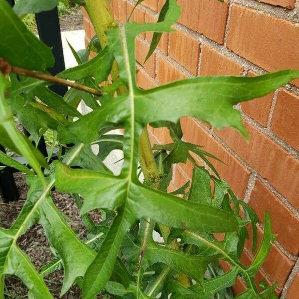 Lactuca canadensis Leaf