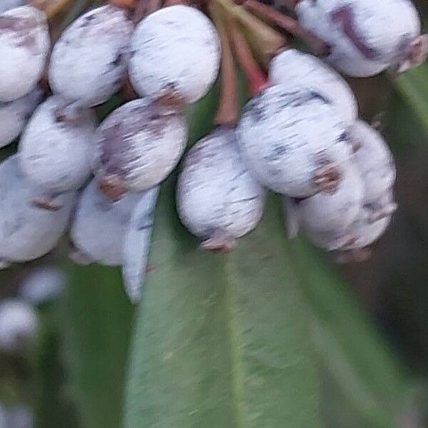 Berberis julianae Fruit