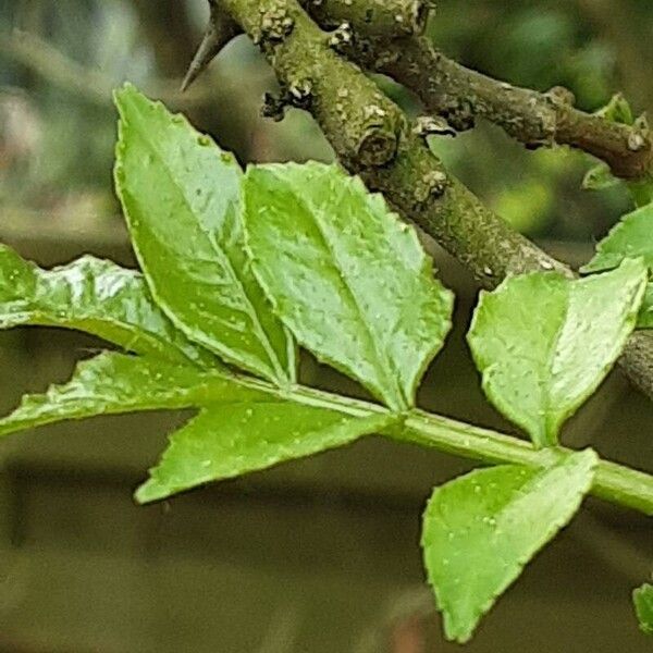 Zanthoxylum bungeanum Leaf