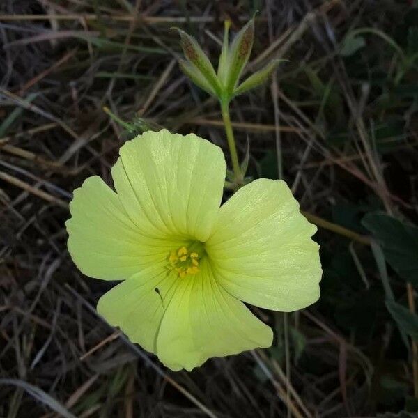 Monsonia longipes Kvet