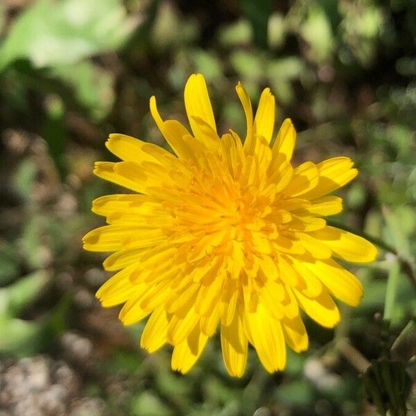 Sonchus tenerrimus 花