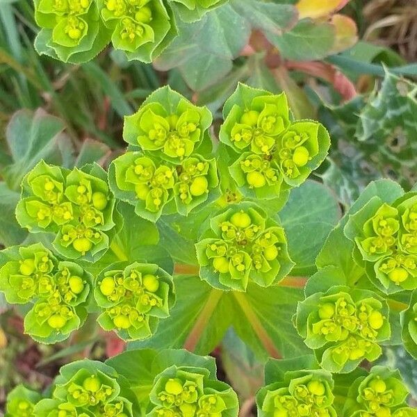 Euphorbia helioscopia Blomst