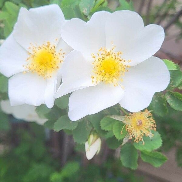 Rosa spinosissima Fleur