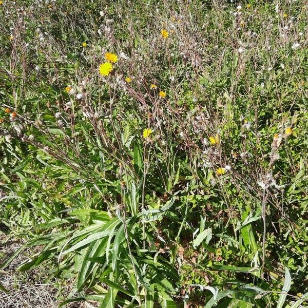 Sonchus maritimus Pokrój