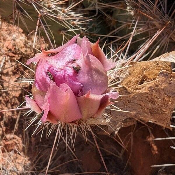 Opuntia polyacantha Flower