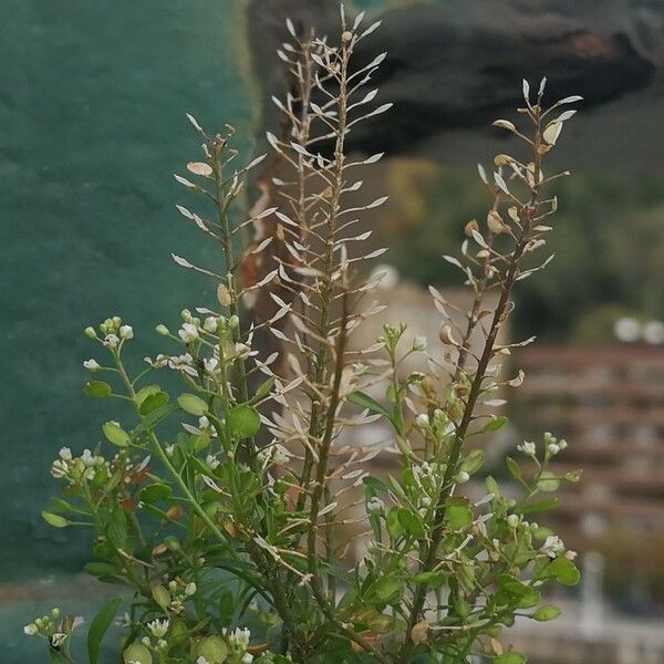 Lepidium ruderale Frunză