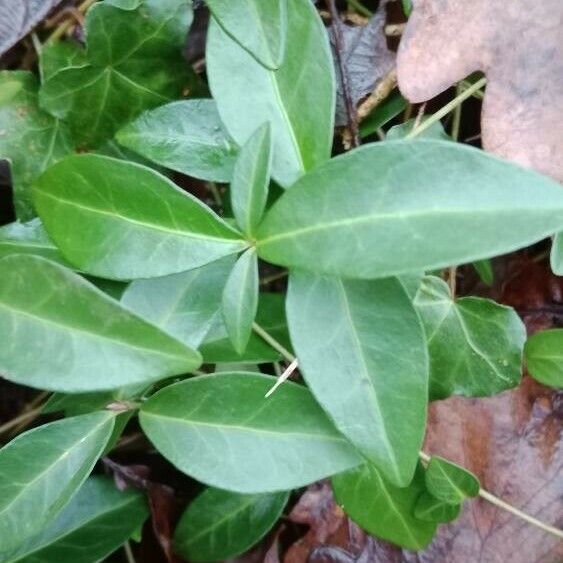 Vinca minor Blad