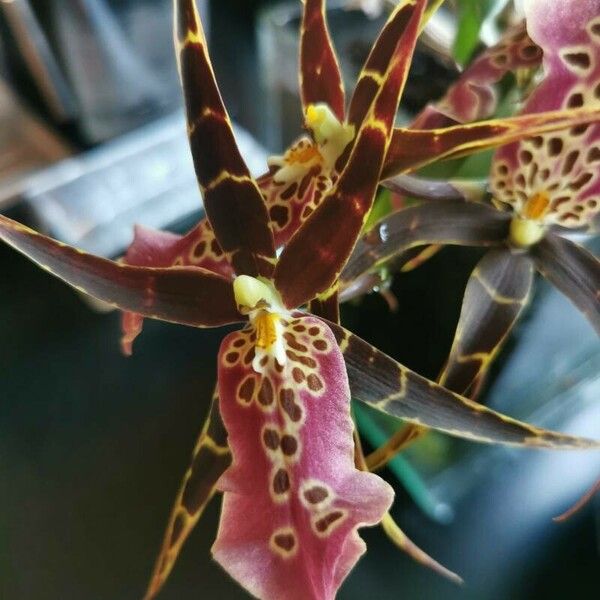 Brassia arachnoidea फूल