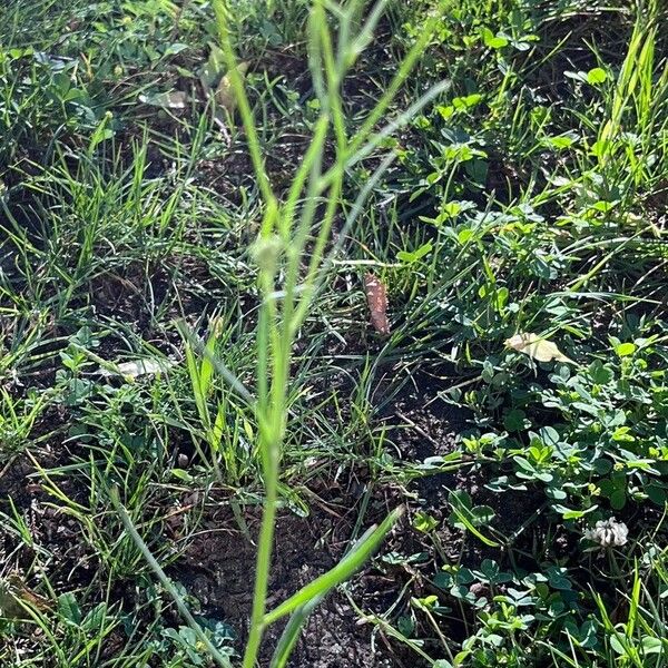 Crepis tectorum Květ