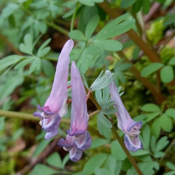 Corydalis solida Flower