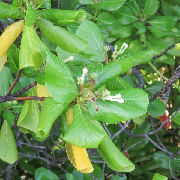 Guettarda speciosa Flors