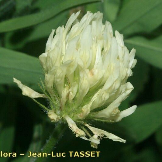 Trifolium pannonicum 花