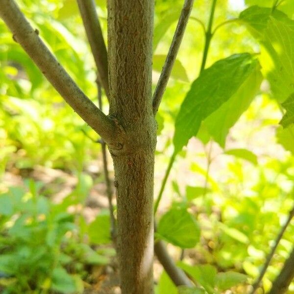 Viburnum dentatum Kabuk