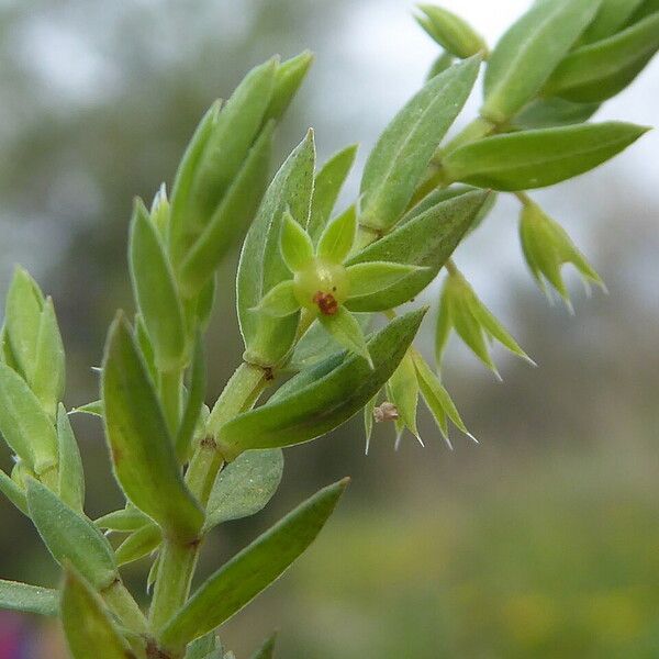 Lysimachia linum-stellatum Flower