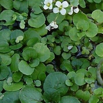 Nasturtium officinale Ліст