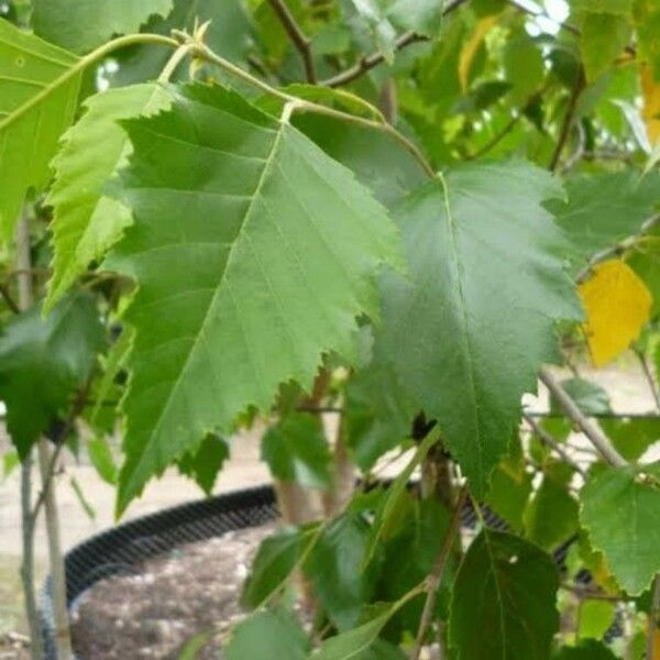 Betula nigra Leaf