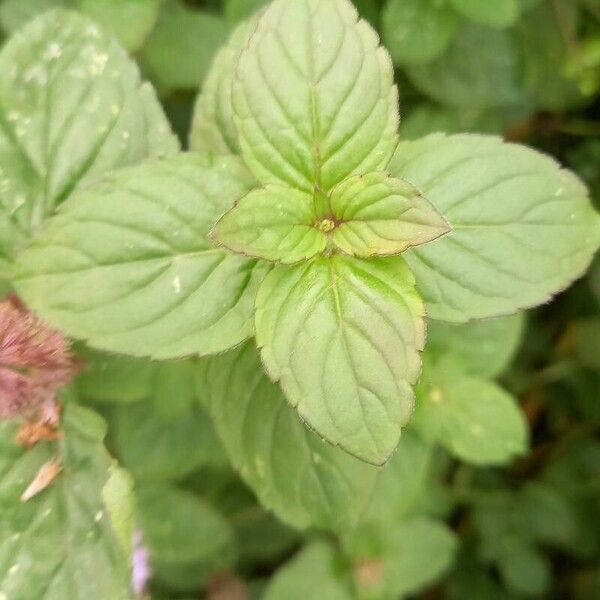 Mentha aquatica Deilen