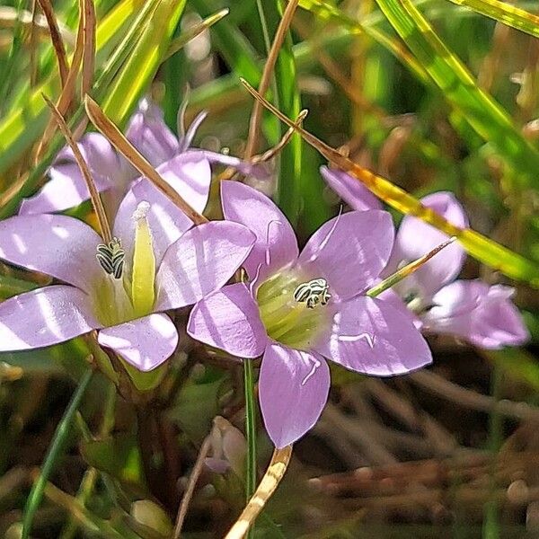 Gentianella ramosa Flor