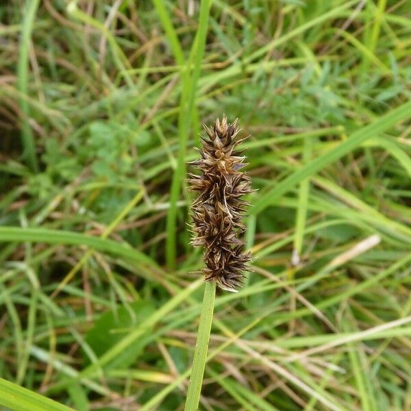 Carex otrubae Blüte