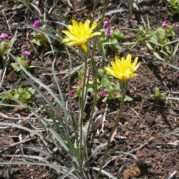 Agoseris glauca Flower