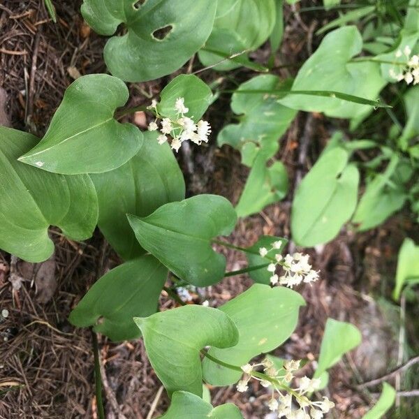 Maianthemum canadense Flor