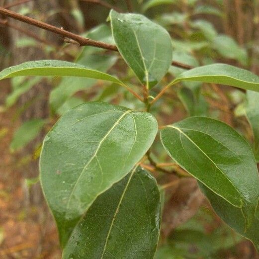 Cornus foemina Leaf