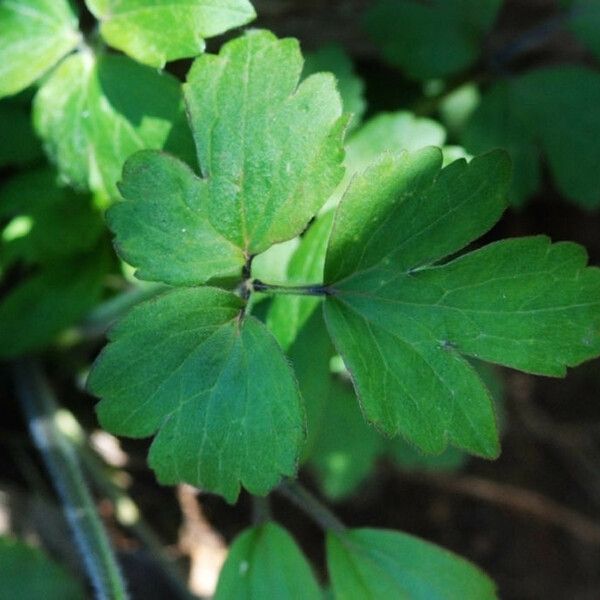 Ranunculus fascicularis Leaf