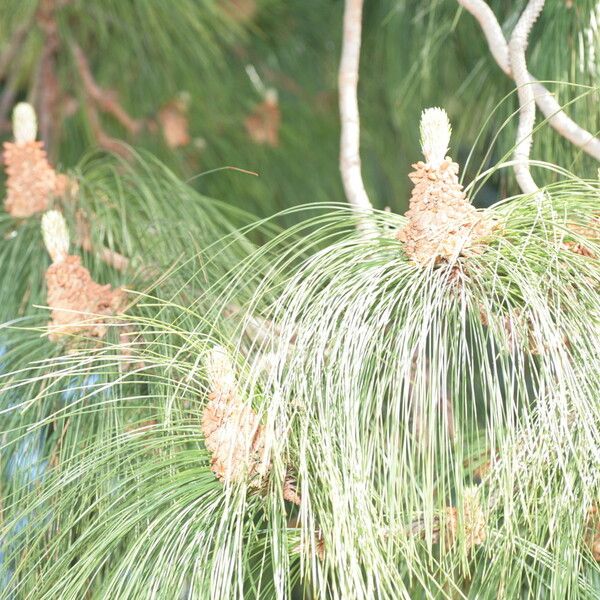 Pinus canariensis Leaf