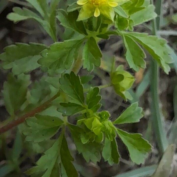 Potentilla supina Flor