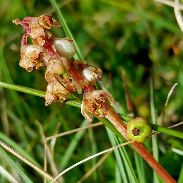 Pyrola minor Fiore