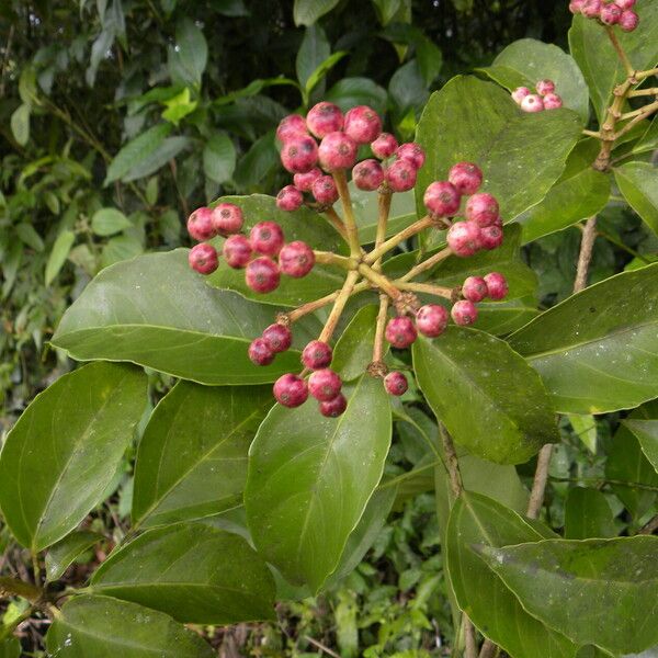 Dendropanax arboreus 形态