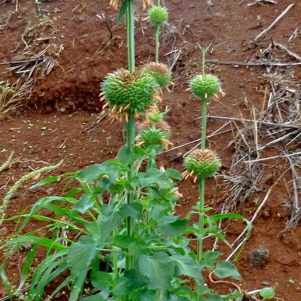 Leonotis nepetifolia Vekstform