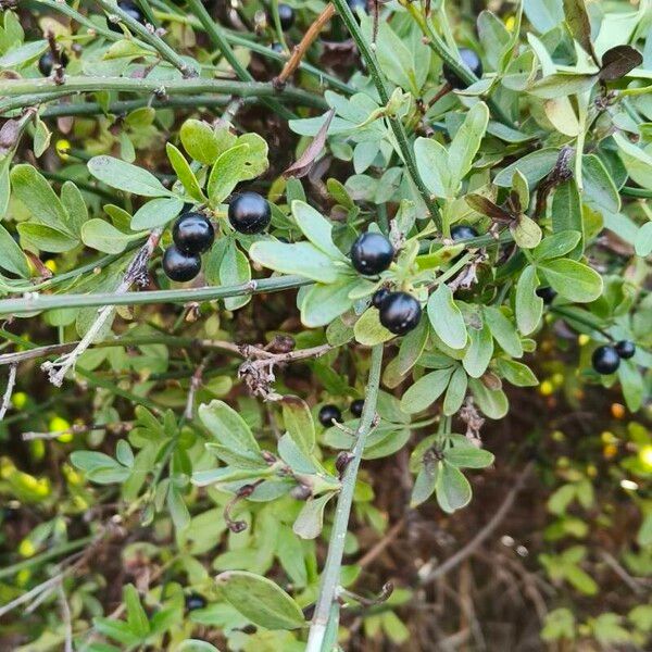 Chrysojasminum fruticans Blatt