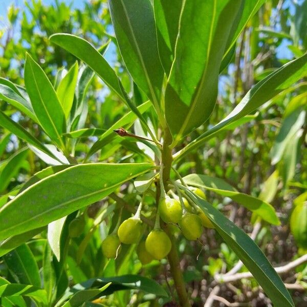 Bontia daphnoides Frugt