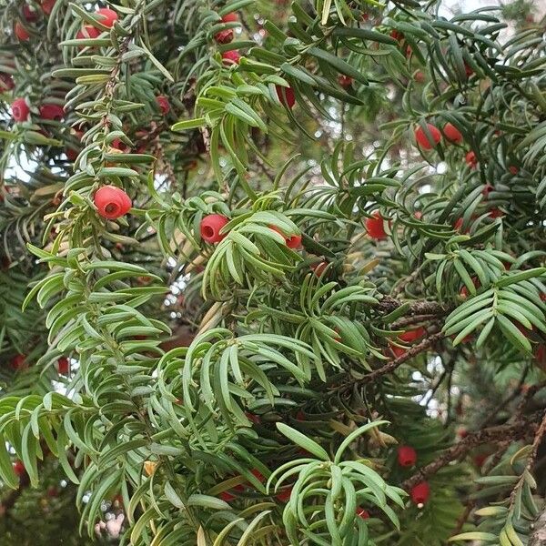 Taxus cuspidata Fruit